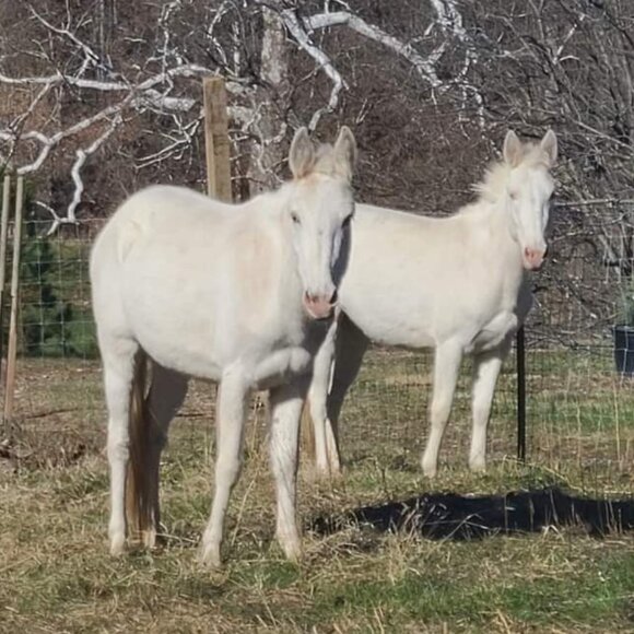 Meet your Posher, Bethany - Picture 1 of 1